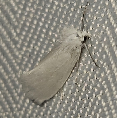 Tipanaea patulella (A Crambid moth) at QPRC LGA - 1 Mar 2024 by MatthewFrawley