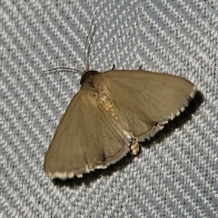 Heliocheilus moribunda (A Noctuid moth) at Braidwood, NSW - 1 Mar 2024 by MatthewFrawley