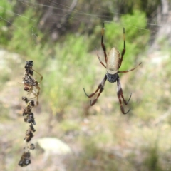 Trichonephila edulis (Golden orb weaver) at Kambah, ACT - 29 Feb 2024 by HelenCross