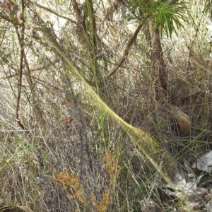 Trichonephila edulis at McQuoids Hill NR (MCQ) - 1 Mar 2024