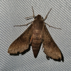 Hippotion scrofa (Coprosma Hawk Moth) at QPRC LGA - 1 Mar 2024 by MatthewFrawley