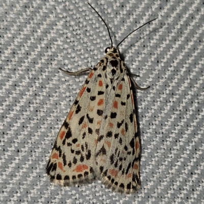 Utetheisa pulchelloides (Heliotrope Moth) at Braidwood, NSW - 1 Mar 2024 by MatthewFrawley
