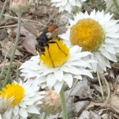 Cylindromyia sp. (genus) (Bristle fly) at Sth Tablelands Ecosystem Park - 29 Feb 2024 by AndyRussell