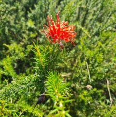 Grevillea juniperina subsp. fortis (Grevillea) at Belconnen, ACT - 29 Feb 2024 by WalkYonder