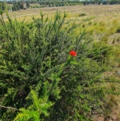 Grevillea juniperina subsp. fortis at Lake Ginninderra - 1 Mar 2024