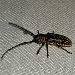 Rhytiphora albocincta (Longhorn beetle) at Braidwood, NSW - 1 Mar 2024 by MatthewFrawley