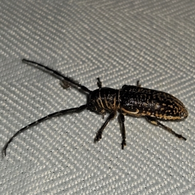 Rhytiphora albocincta (Longhorn beetle) at Braidwood, NSW - 1 Mar 2024 by MatthewFrawley