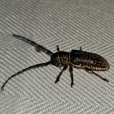 Rhytiphora albocincta (Longhorn beetle) at QPRC LGA - 1 Mar 2024 by MatthewFrawley