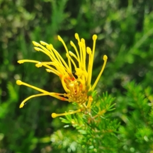 Grevillea sp. at Lake Ginninderra - 1 Mar 2024