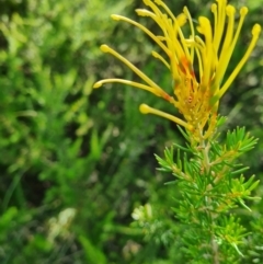 Grevillea sp. at Lake Ginninderra - 1 Mar 2024