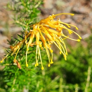 Grevillea sp. at Lake Ginninderra - 1 Mar 2024