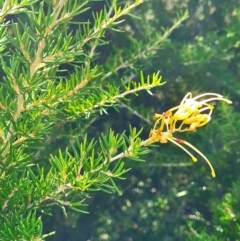 Grevillea sp. at Lake Ginninderra - 1 Mar 2024