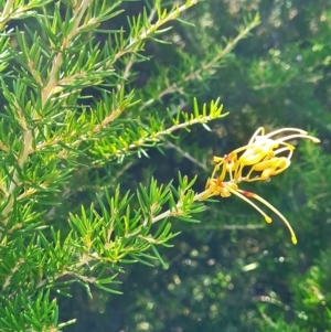 Grevillea sp. at Lake Ginninderra - 1 Mar 2024