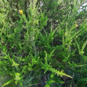 Grevillea sp. at Lake Ginninderra - 1 Mar 2024