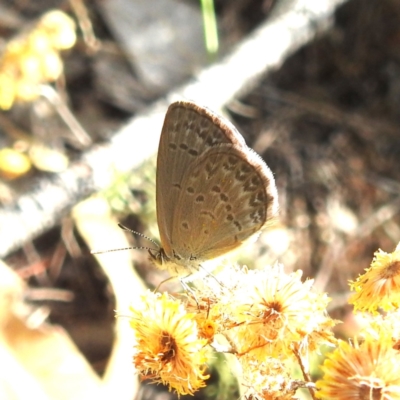 Zizina otis (Common Grass-Blue) at McQuoids Hill - 29 Feb 2024 by HelenCross