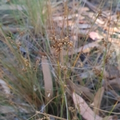 Juncus subsecundus (Finger Rush) at Belconnen, ACT - 29 Feb 2024 by WalkYonder