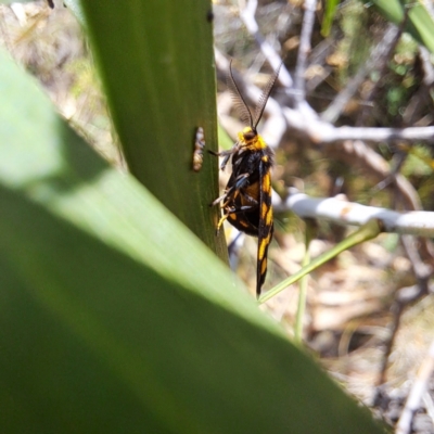 Asura lydia (Lydia Lichen Moth) at Mount Majura - 1 Mar 2024 by abread111