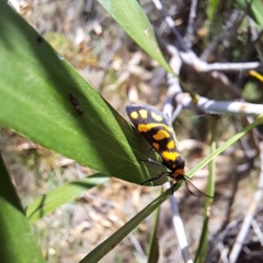 Asura lydia at Mount Majura - 1 Mar 2024