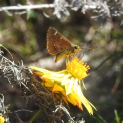 Dispar compacta (Barred Skipper) at McQuoids Hill - 29 Feb 2024 by HelenCross