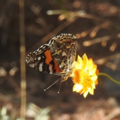 Vanessa kershawi (Australian Painted Lady) at Kambah, ACT - 29 Feb 2024 by HelenCross