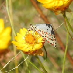 Utetheisa pulchelloides (Heliotrope Moth) at McQuoids Hill - 29 Feb 2024 by HelenCross