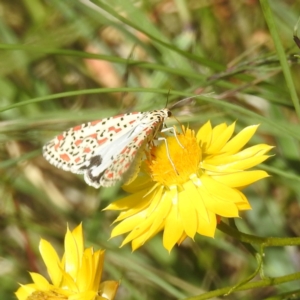 Utetheisa pulchelloides at McQuoids Hill NR (MCQ) - 1 Mar 2024