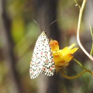 Utetheisa pulchelloides at McQuoids Hill NR (MCQ) - 1 Mar 2024