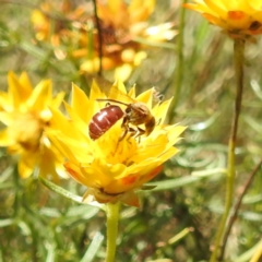 Lasioglossum (Parasphecodes) sp. (genus & subgenus) (Halictid bee) at McQuoids Hill - 29 Feb 2024 by HelenCross