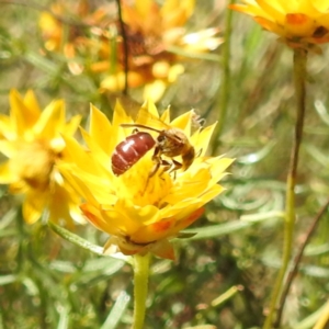 Lasioglossum (Parasphecodes) sp. (genus & subgenus) at McQuoids Hill NR (MCQ) - 1 Mar 2024