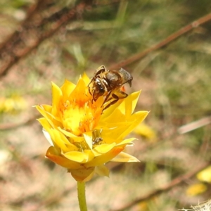 Lasioglossum (Parasphecodes) sp. (genus & subgenus) at McQuoids Hill NR (MCQ) - 1 Mar 2024