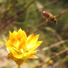 Lasioglossum (Parasphecodes) sp. (genus & subgenus) at McQuoids Hill NR (MCQ) - 1 Mar 2024