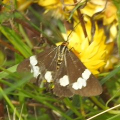 Nyctemera amicus (Senecio Moth, Magpie Moth, Cineraria Moth) at Kambah, ACT - 29 Feb 2024 by HelenCross