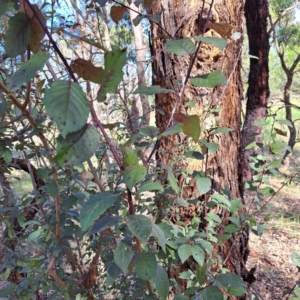 Prunus cerasifera at Watson Woodlands - 1 Mar 2024 10:15 AM