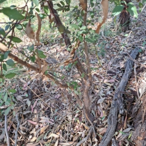 Prunus cerasifera at Watson Woodlands - 1 Mar 2024 10:15 AM