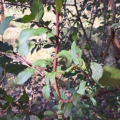 Prunus cerasifera at Watson Woodlands - 1 Mar 2024