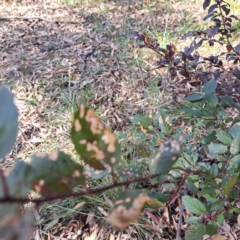 Prunus cerasifera at Watson Woodlands - 1 Mar 2024 10:15 AM