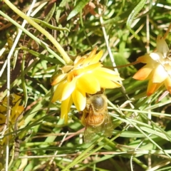 Apis mellifera (European honey bee) at McQuoids Hill NR (MCQ) - 29 Feb 2024 by HelenCross