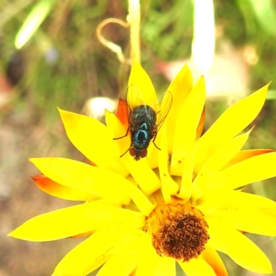 Muscidae (family) (Unidentified muscid fly) at McQuoids Hill NR (MCQ) - 29 Feb 2024 by HelenCross