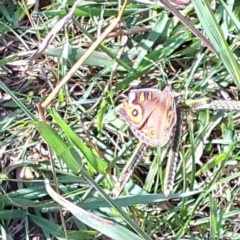 Junonia villida (Meadow Argus) at Watson, ACT - 1 Mar 2024 by abread111