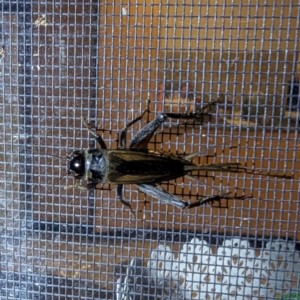 Teleogryllus commodus at Lions Youth Haven - Westwood Farm A.C.T. - 1 Mar 2024