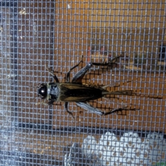 Teleogryllus commodus (Black Field Cricket) at Lions Youth Haven - Westwood Farm - 1 Mar 2024 by HelenCross
