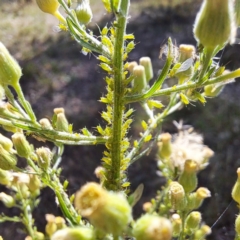 Uroleucon sp. (genus) (an aphid that usually feeds on daisies) at Watson Woodlands - 29 Feb 2024 by abread111