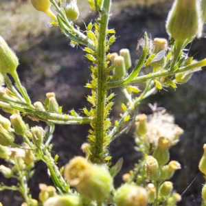 Uroleucon sp. (genus) at Justice Robert Hope Reserve (JRH) - 1 Mar 2024