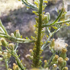 Uroleucon sp. (genus) at Justice Robert Hope Reserve (JRH) - 1 Mar 2024