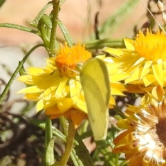 Eurema smilax (Small Grass-yellow) at McQuoids Hill NR (MCQ) - 1 Mar 2024 by HelenCross