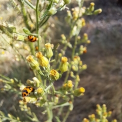 Coccinella transversalis (Transverse Ladybird) at Justice Robert Hope Reserve (JRH) - 1 Mar 2024 by abread111