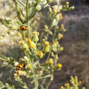 Coccinella transversalis at Justice Robert Hope Reserve (JRH) - 1 Mar 2024