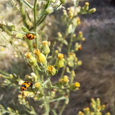 Coccinella transversalis (Transverse Ladybird) at Watson Woodlands - 29 Feb 2024 by abread111