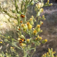 Coccinella transversalis at Justice Robert Hope Reserve (JRH) - 1 Mar 2024