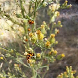 Coccinella transversalis at Justice Robert Hope Reserve (JRH) - 1 Mar 2024